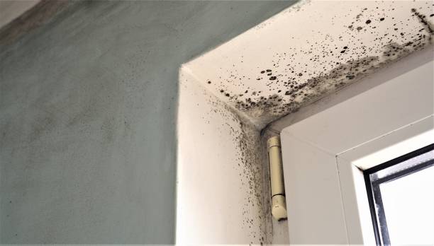 Best Emergency Mold Remediation  in Edgemont Park, MI