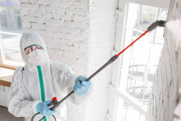 Mold Odor Removal Services in Edgemont Park, MI