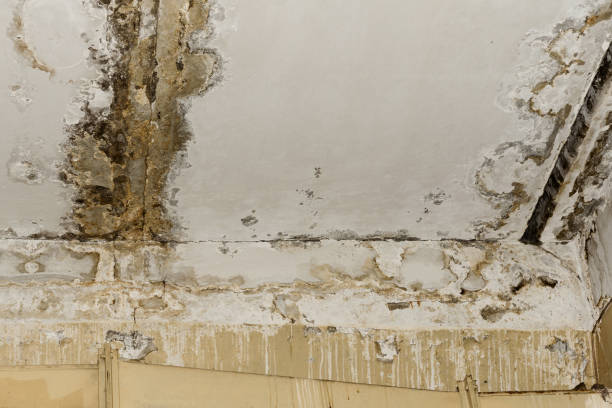 Best Attic Mold Removal  in Edgemont Park, MI