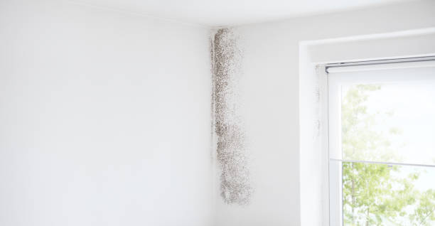Best Commercial Mold Inspection  in Edgemont Park, MI