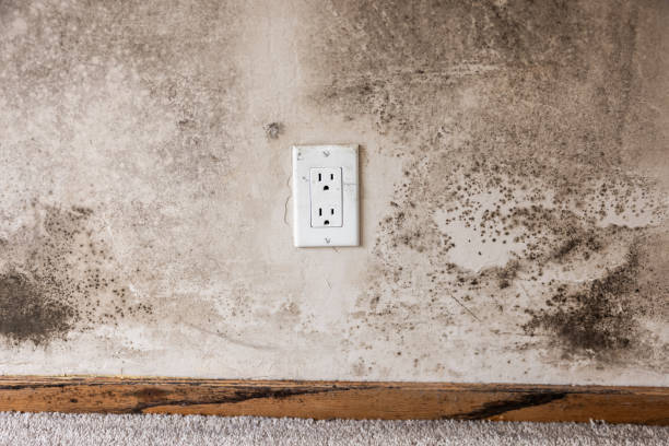 Best Real Estate Mold Inspection  in Edgemont Park, MI