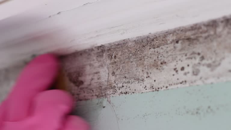 Best Environmental Consulting for Mold Prevention  in Edgemont Park, MI